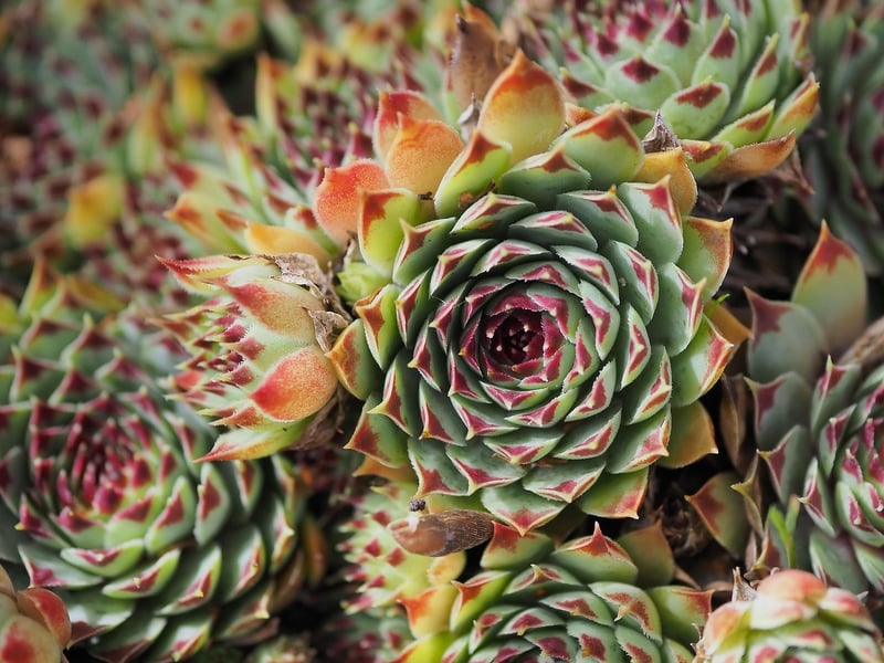 Succulents